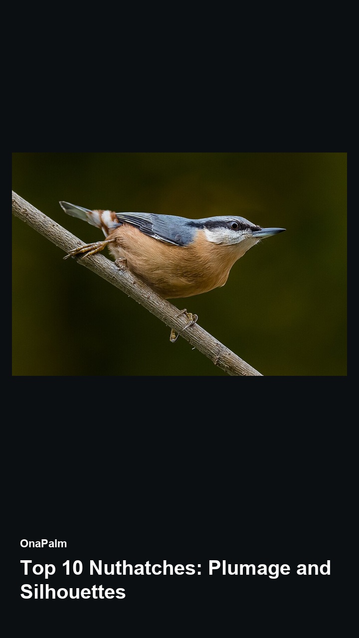 Top 10 Nuthatches: Plumage and Silhouettes — 2:3