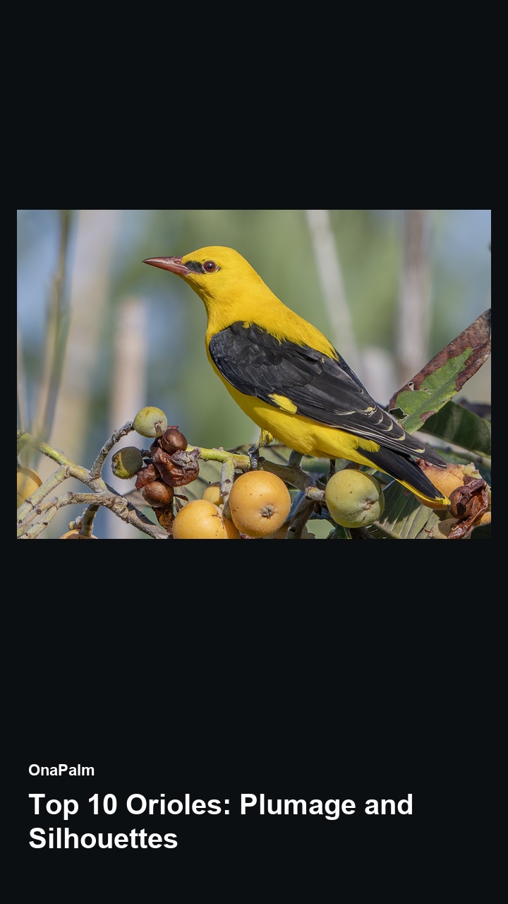 Top 10 Orioles: Plumage and Silhouettes — 2:3