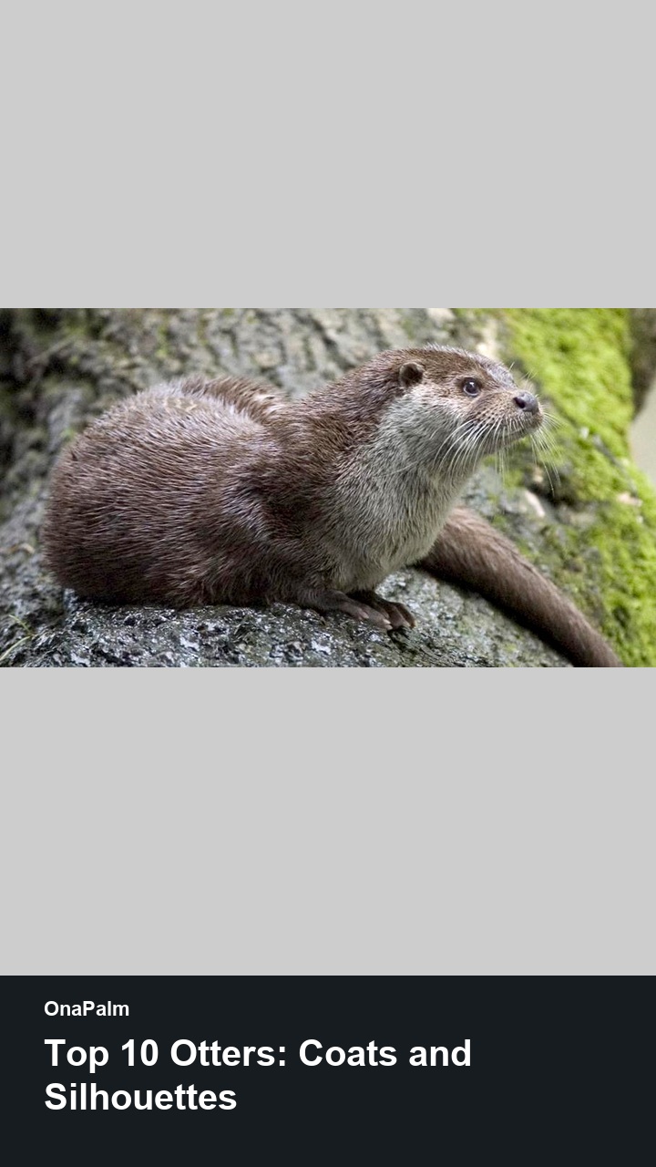 Top 10 Otters: Coats and Silhouettes — 2:3