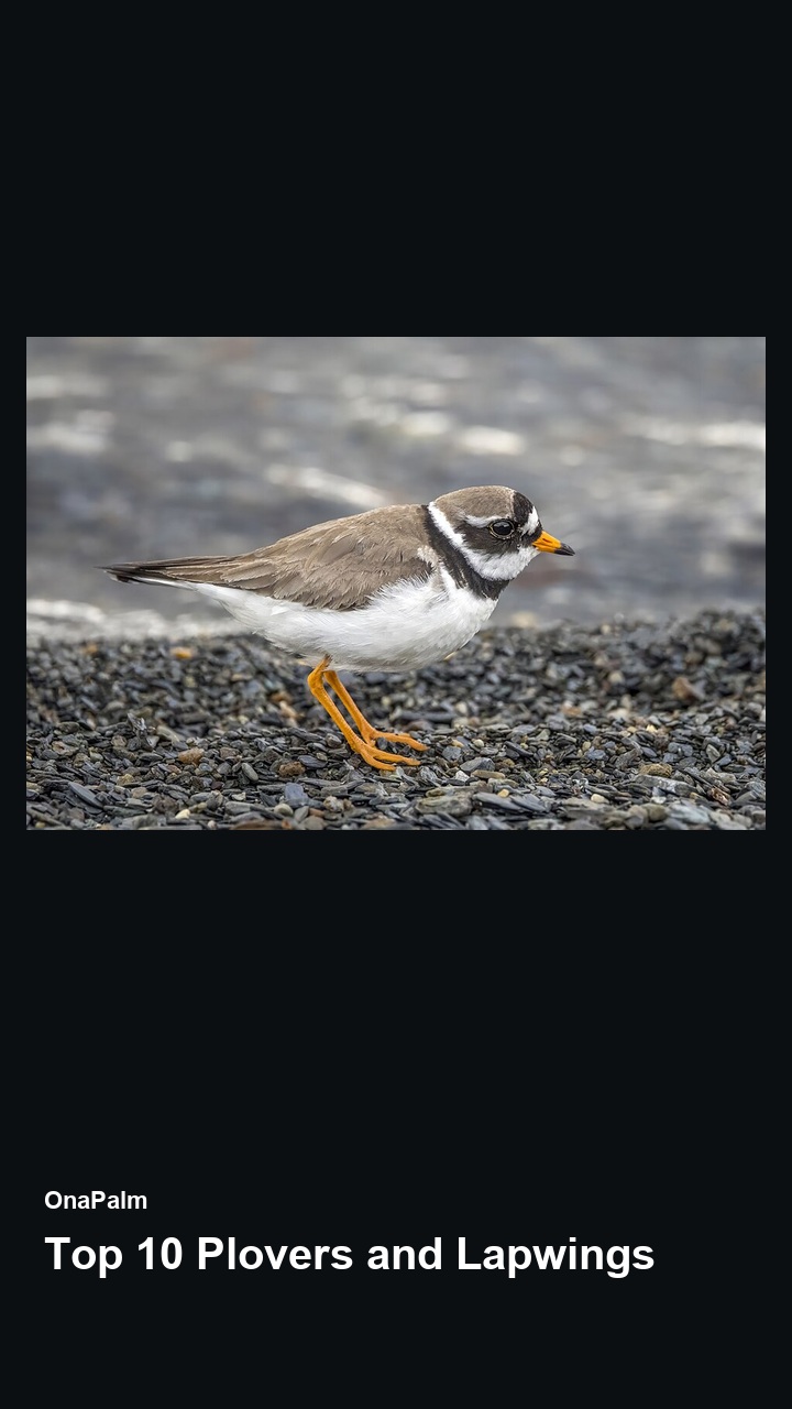 Top 10 Plovers and Lapwings — 2:3