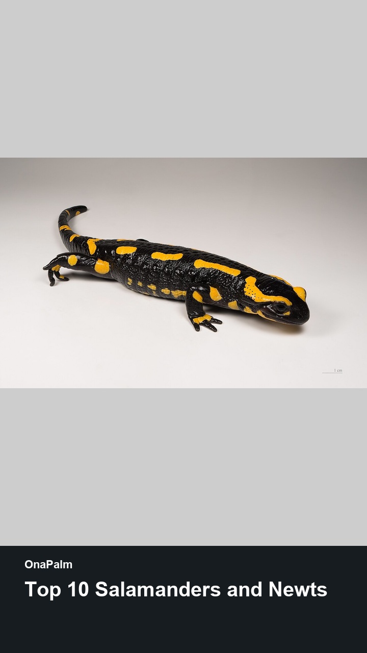 Top 10 Salamanders and Newts — 2:3