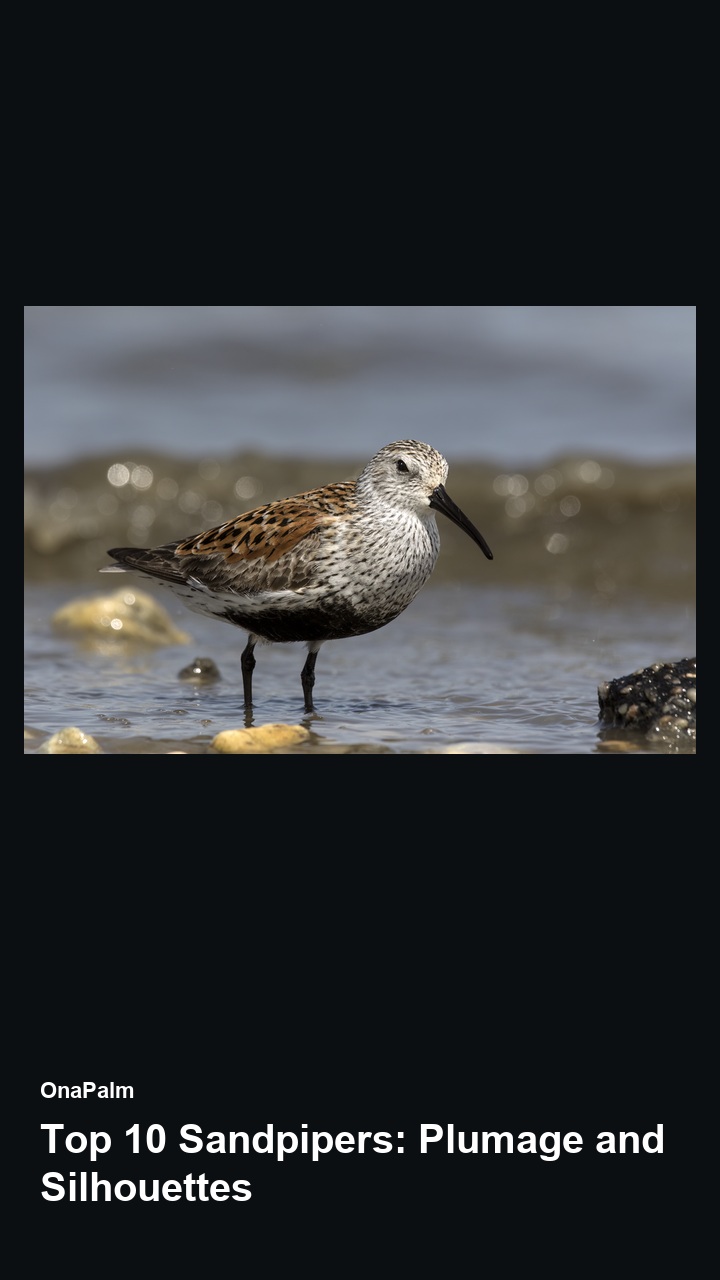 Top 10 Sandpipers: Plumage and Silhouettes — 2:3