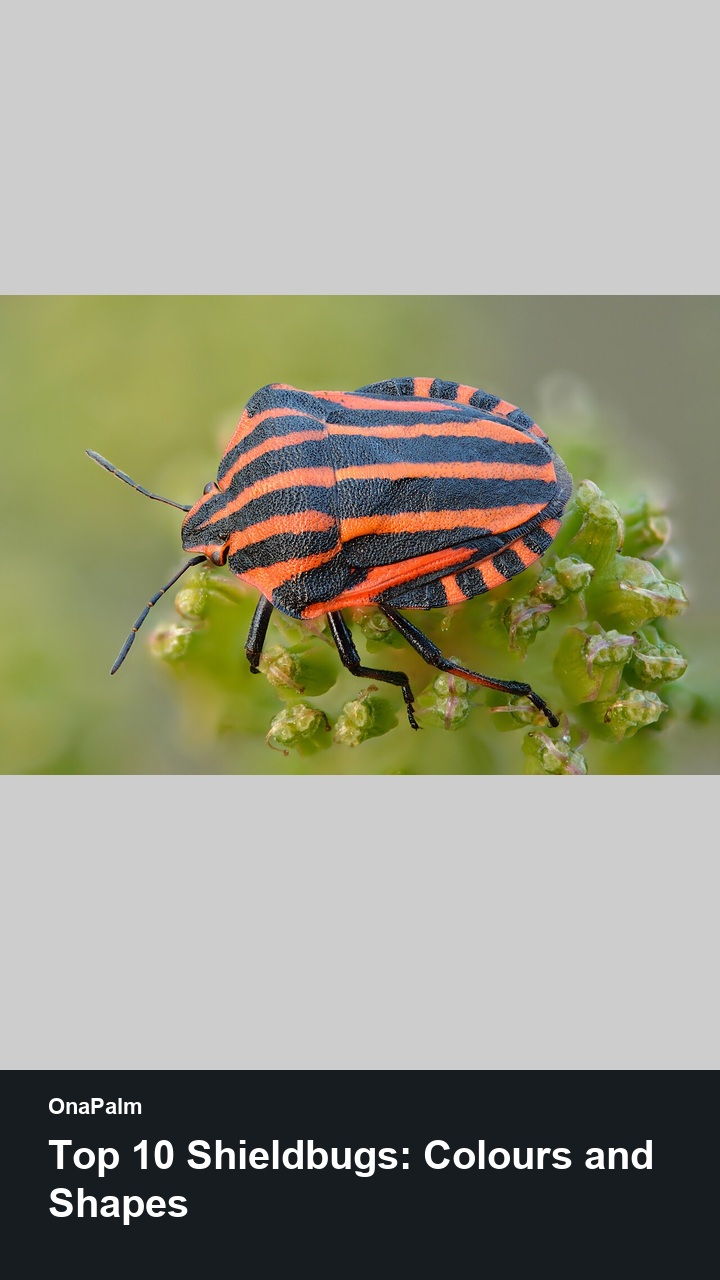 Top 10 Shieldbugs: Colours and Shapes — 2:3