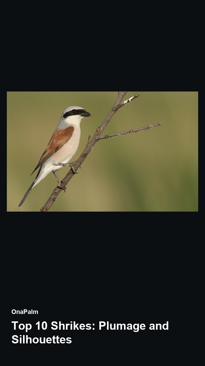 Top 10 Shrikes: Plumage and Silhouettes — 2:3