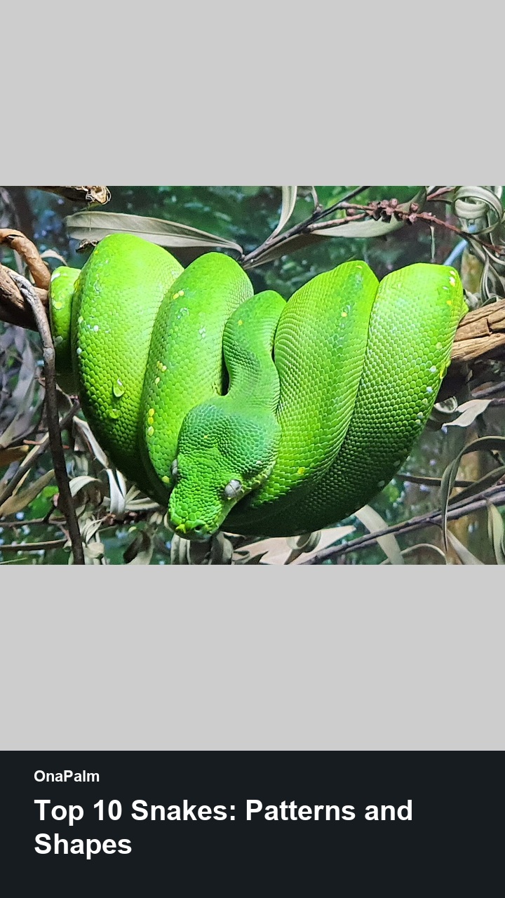 Top 10 Snakes: Patterns and Shapes — 2:3