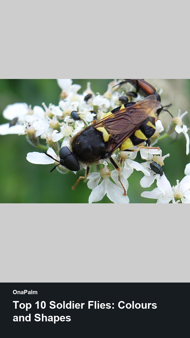 Top 10 Soldier Flies: Colours and Shapes