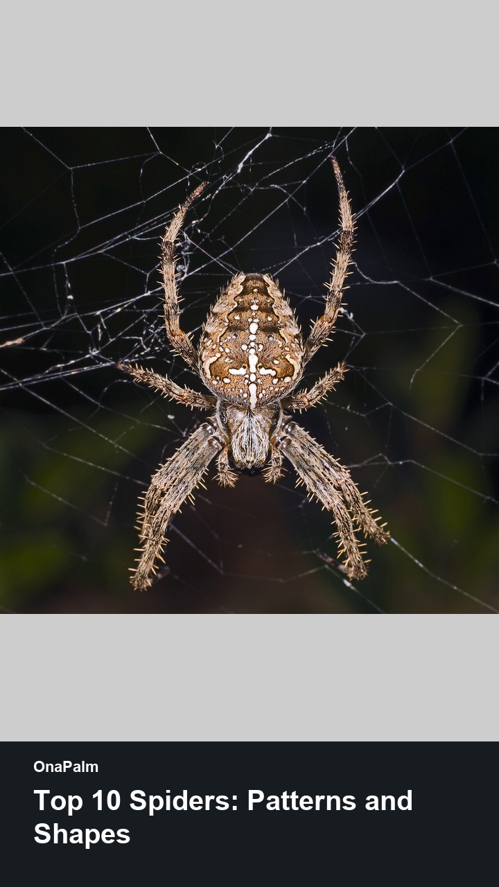 Top 10 Spiders: Patterns and Shapes — 2:3