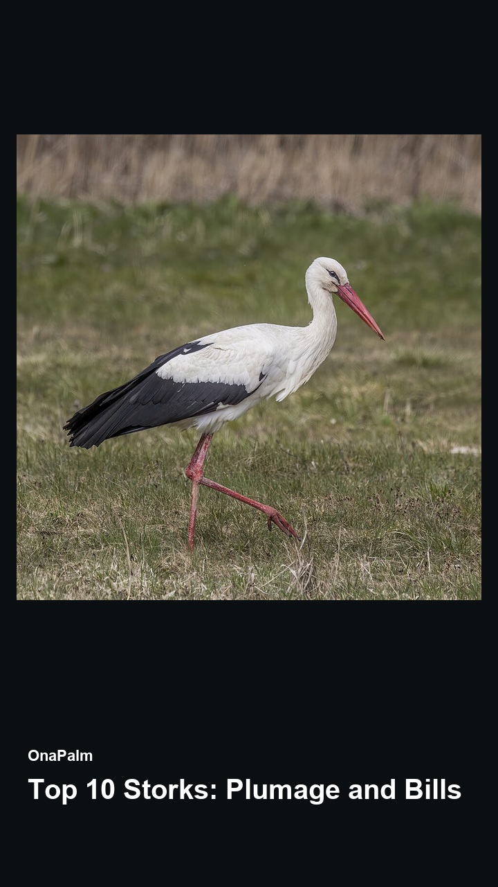 Top 10 Storks: Plumage and Bills — 2:3