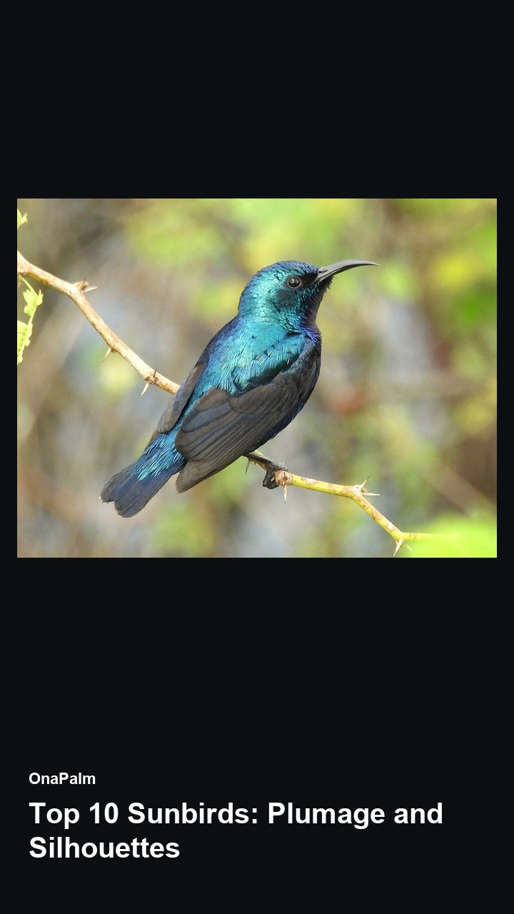 Top 10 Sunbirds: Plumage and Silhouettes — 2:3
