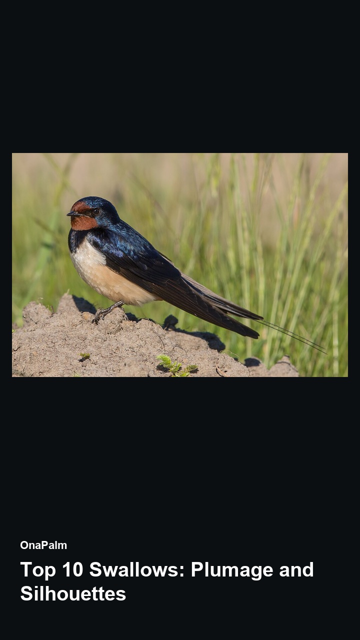Top 10 Swallows: Plumage and Silhouettes