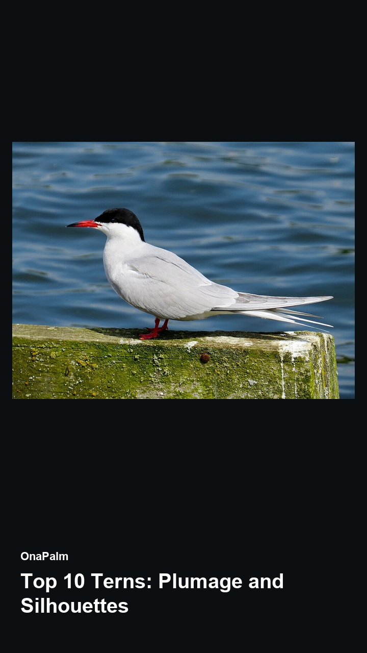 Top 10 Terns: Plumage and Silhouettes — 2:3