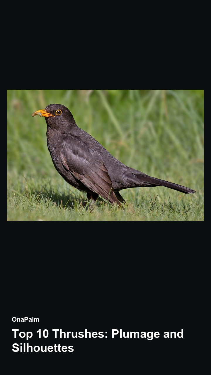 Top 10 Thrushes: Plumage and Silhouettes