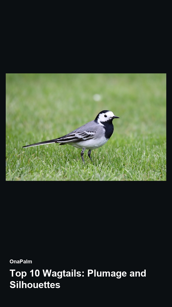 Top 10 Wagtails: Plumage and Silhouettes — 2:3