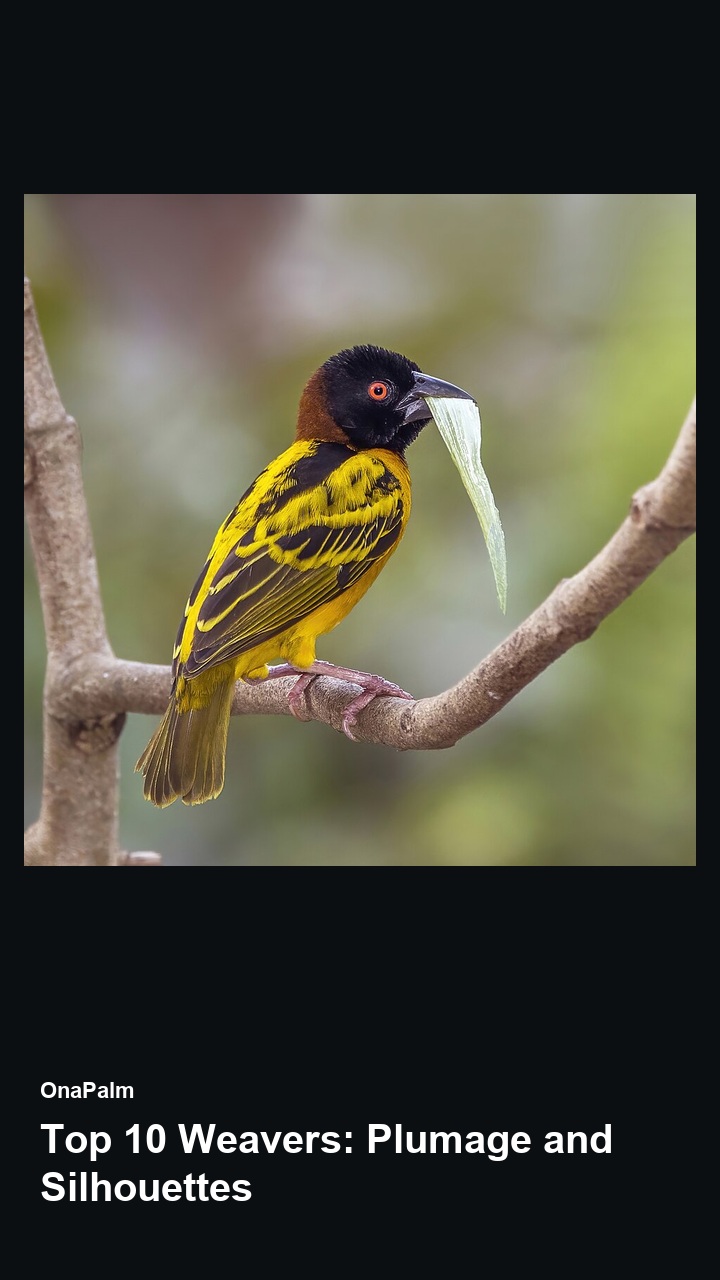 Top 10 Weavers: Plumage and Silhouettes