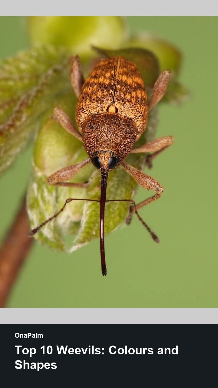 Top 10 Weevils: Colours and Shapes — 2:3