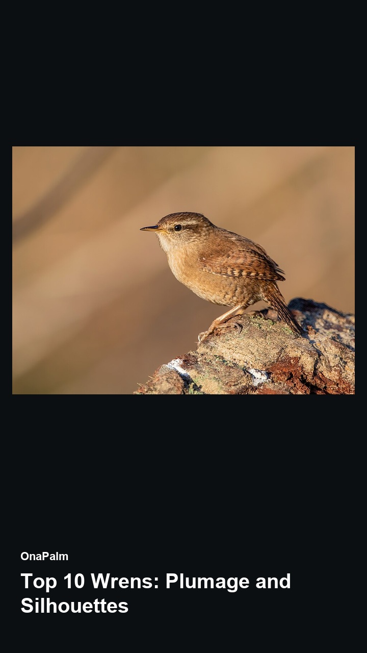Top 10 Wrens: Plumage and Silhouettes