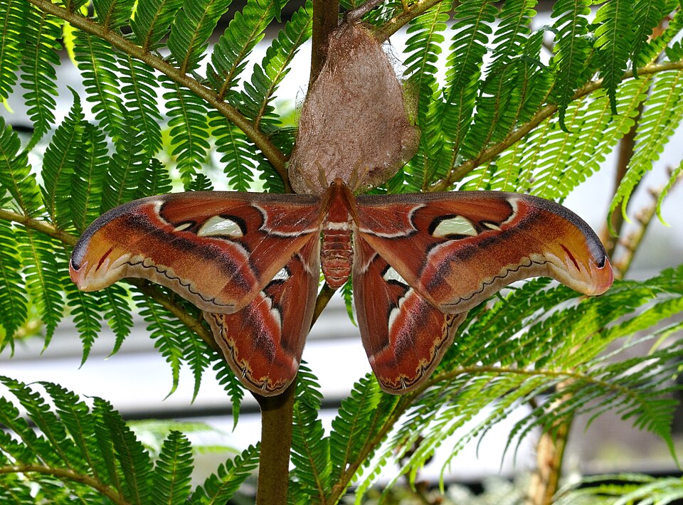 Top 10 Moths: Patterns and Silhouettes — 2:3