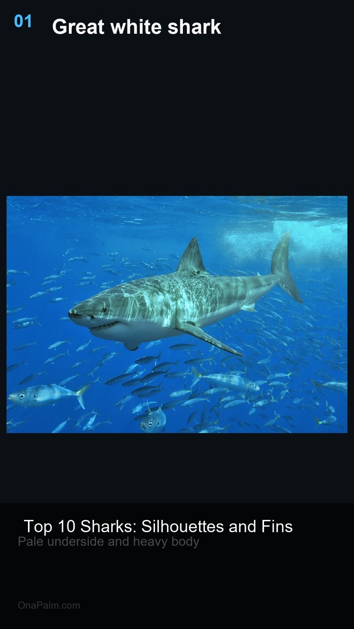 Top 10 Sharks: Silhouettes and Fins — 2:3