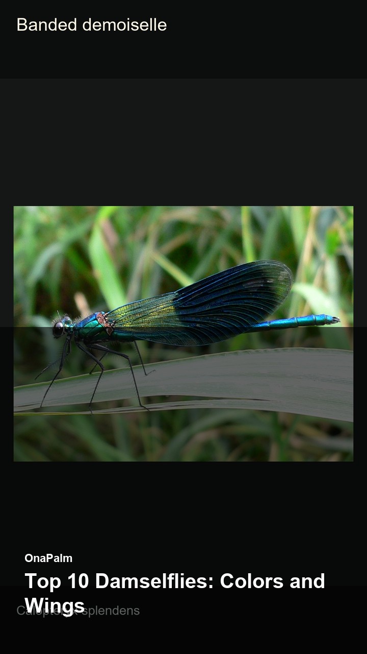 Top 10 Damselflies: Colors and Wings — 2:3