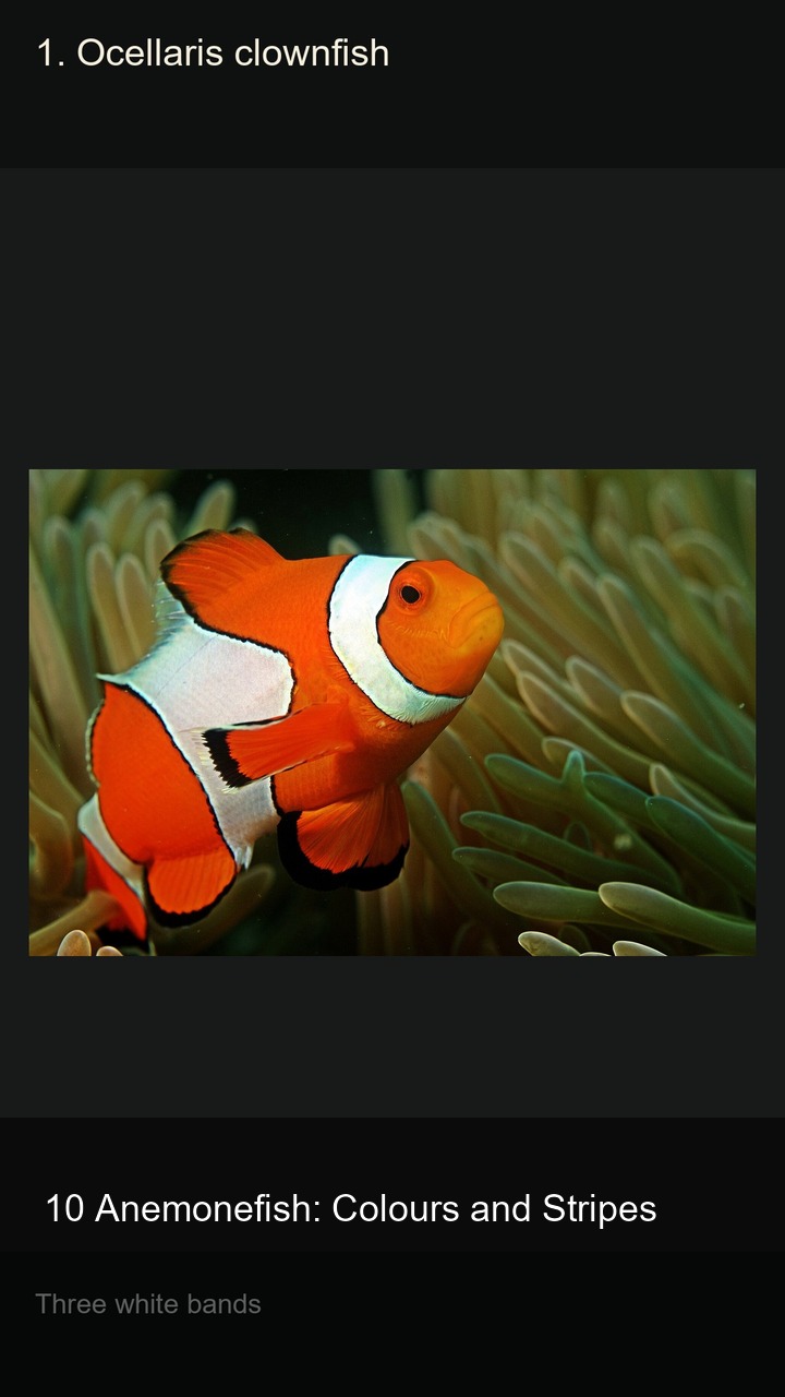 10 Anemonefish: Colours and Stripes — 2:3