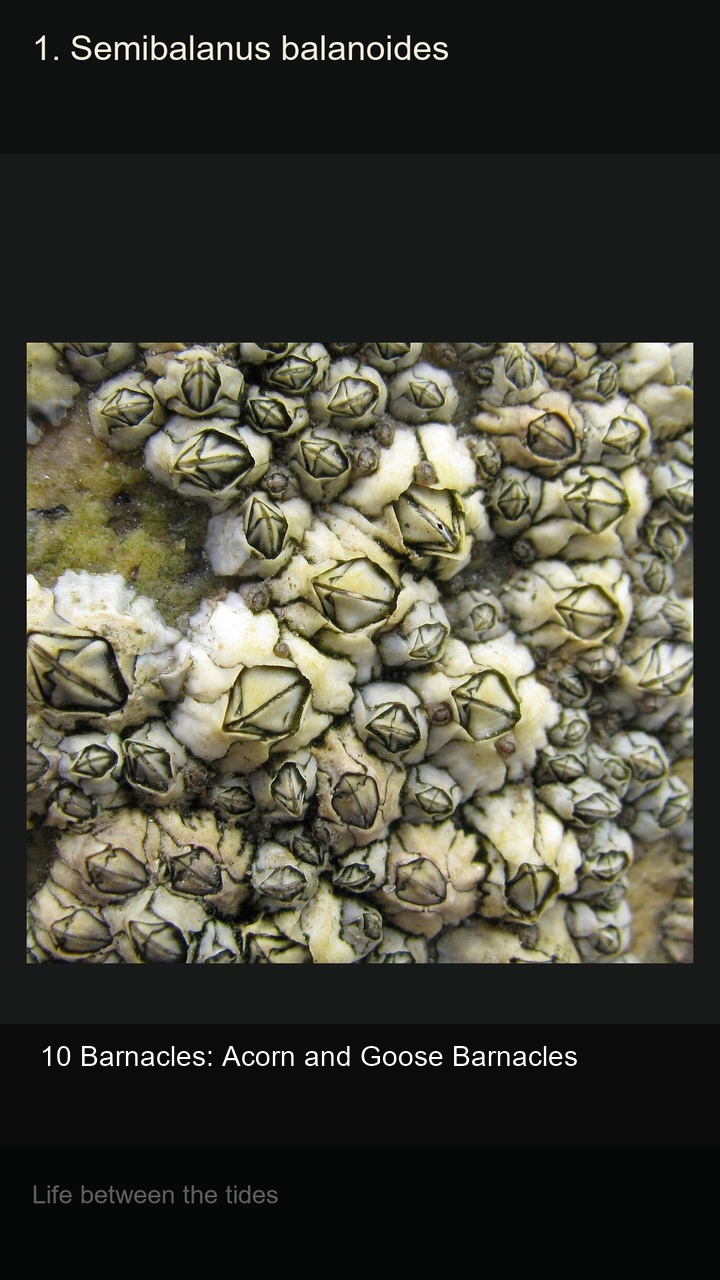 10 Barnacles: Acorn and Goose Barnacles — 2:3