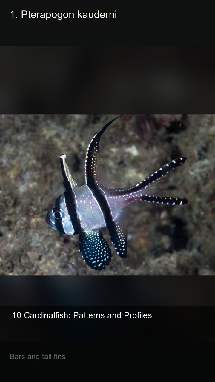 10 Cardinalfish: Patterns and Profiles — 2:3