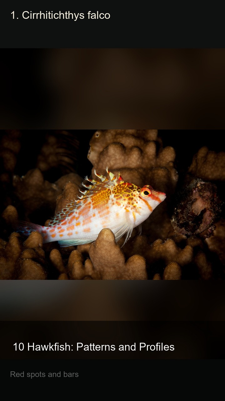 10 Hawkfish: Patterns and Profiles — 2:3