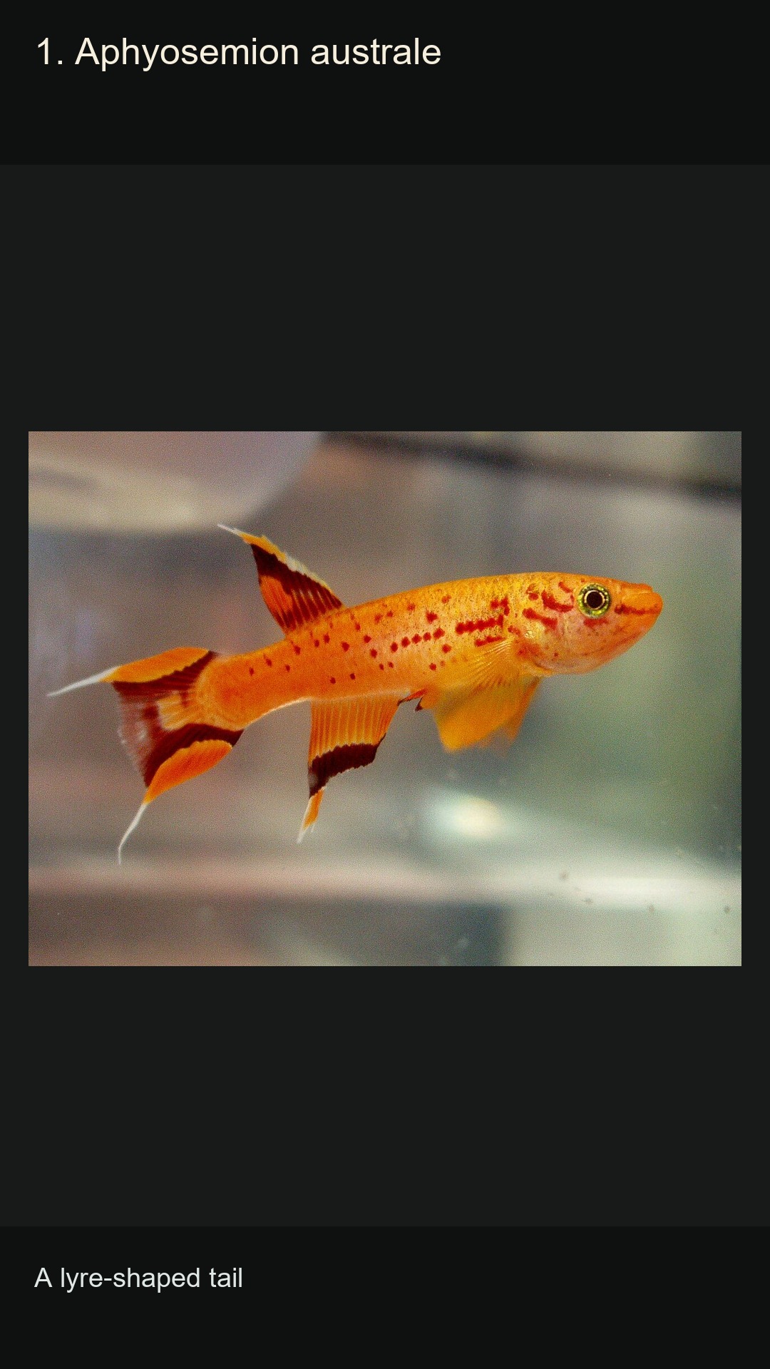 10 Killifish: Colours and Patterns — 2:3