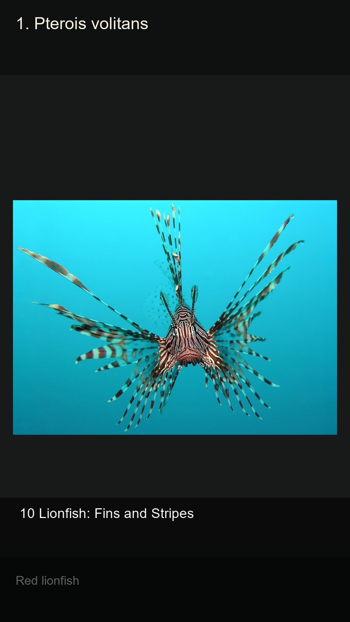 10 Lionfish: Fins and Stripes — 2:3