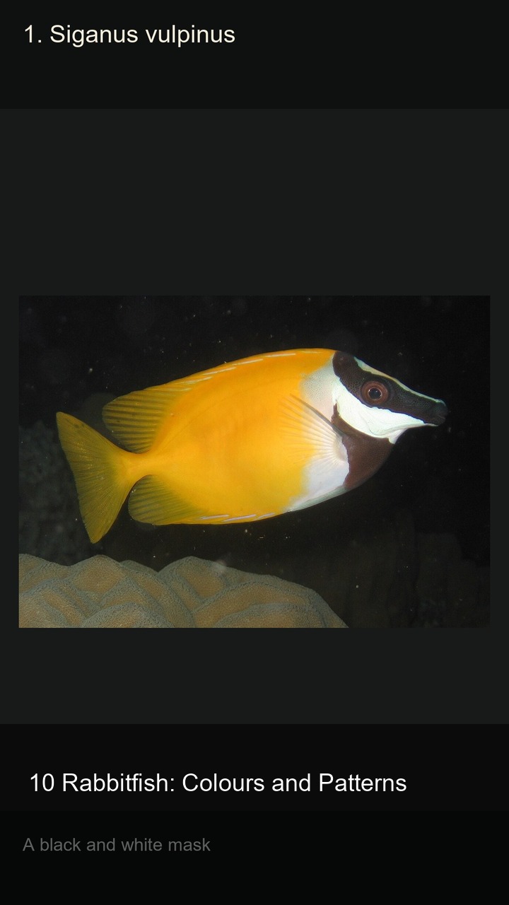 10 Rabbitfish: Colours and Patterns — 2:3