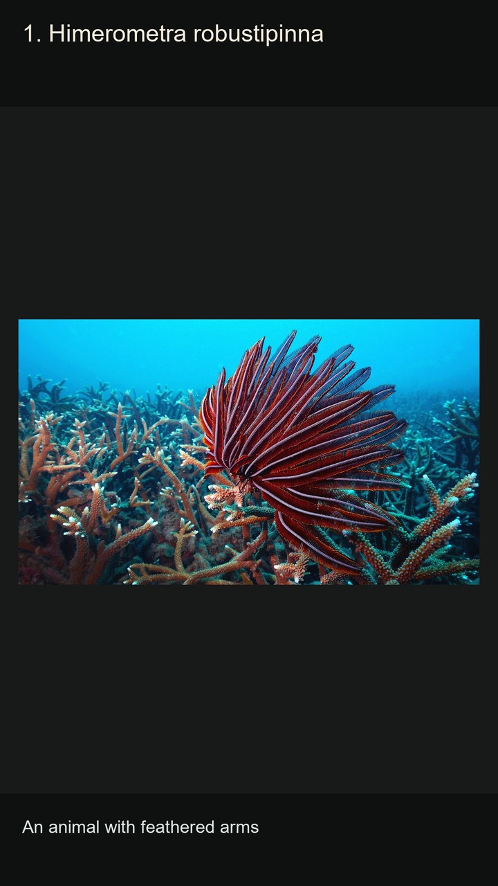 10 Crinoids: Feather Stars and Sea Lilies — 2:3