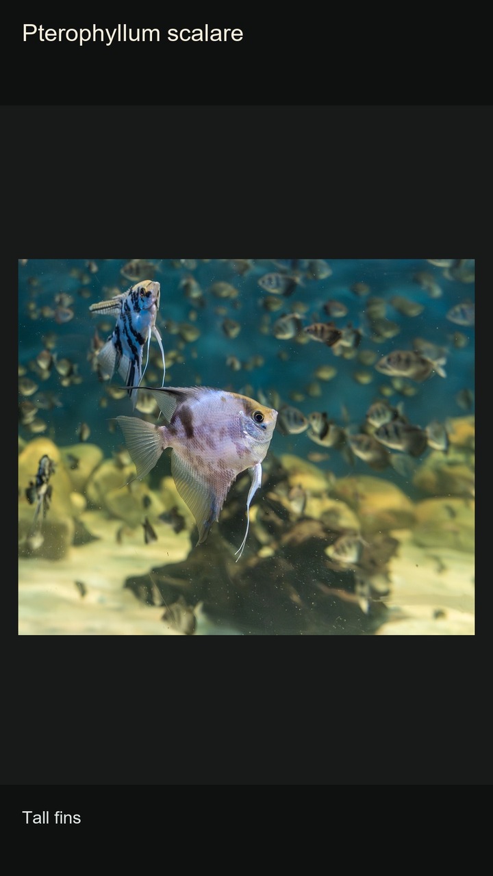 10 Cichlids: Colours and Profiles — 2:3