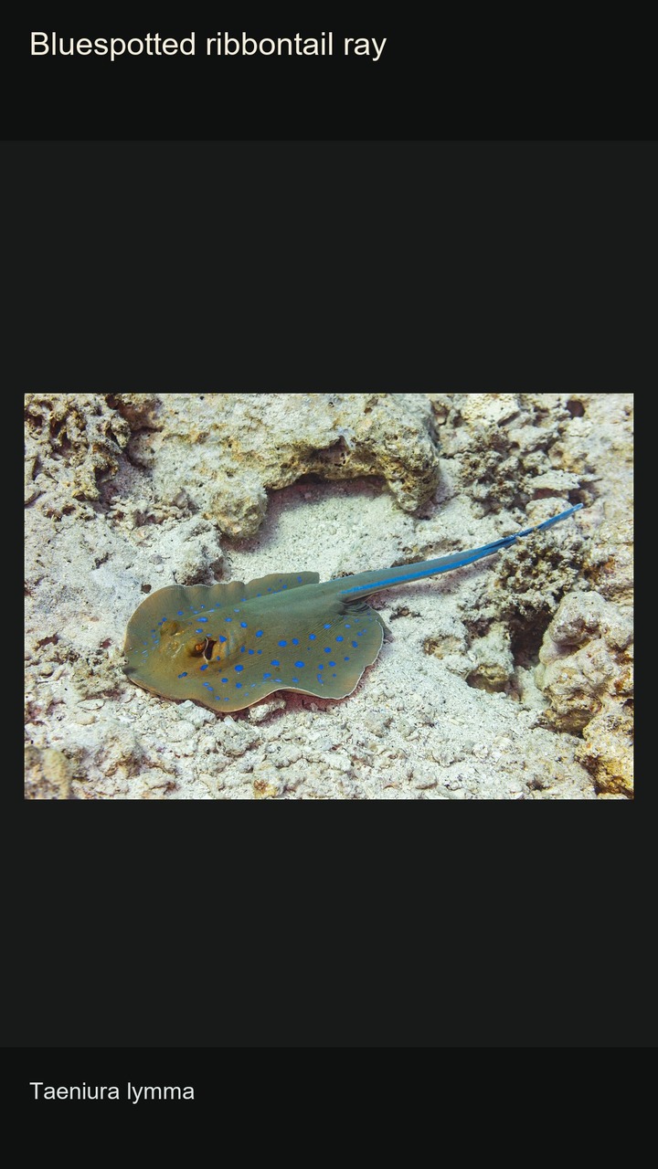 Top 10 Rays: Shapes and Patterns — 2:3