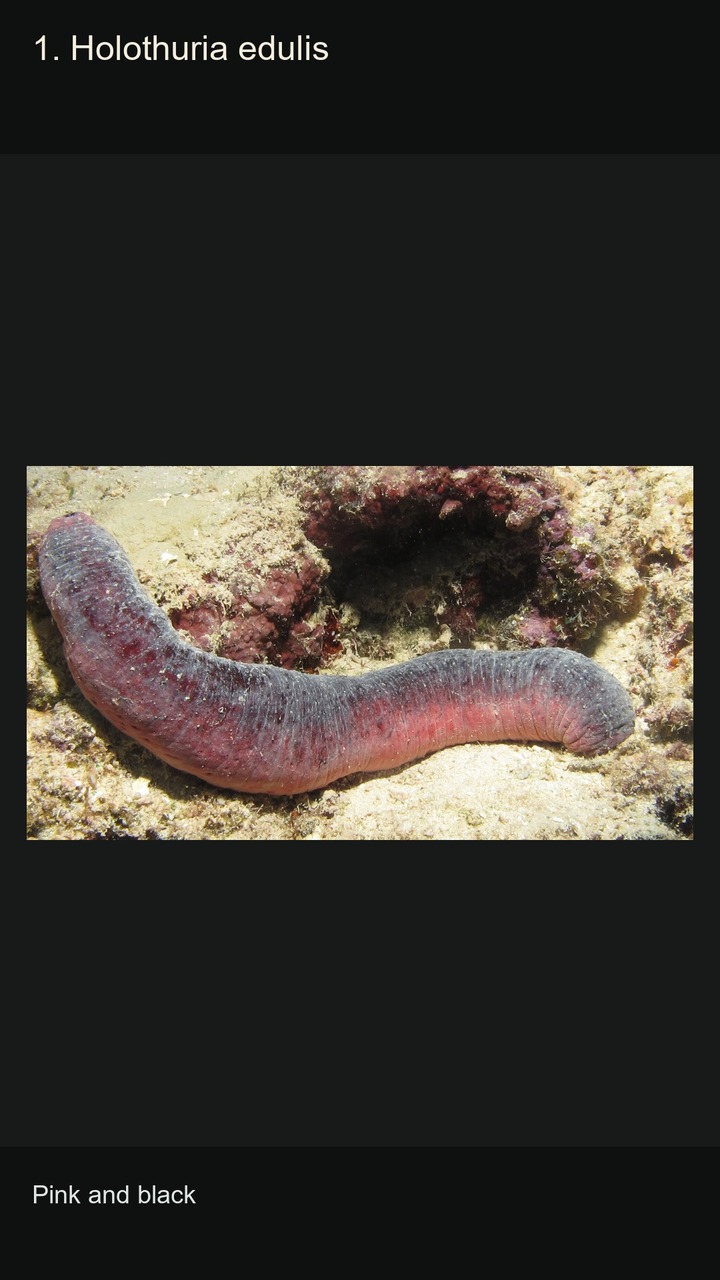 10 Sea Cucumbers: Shapes and Patterns — 2:3