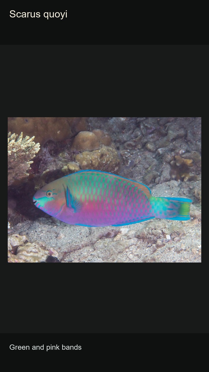 10 Parrotfish: Colours and Patterns — 2:3