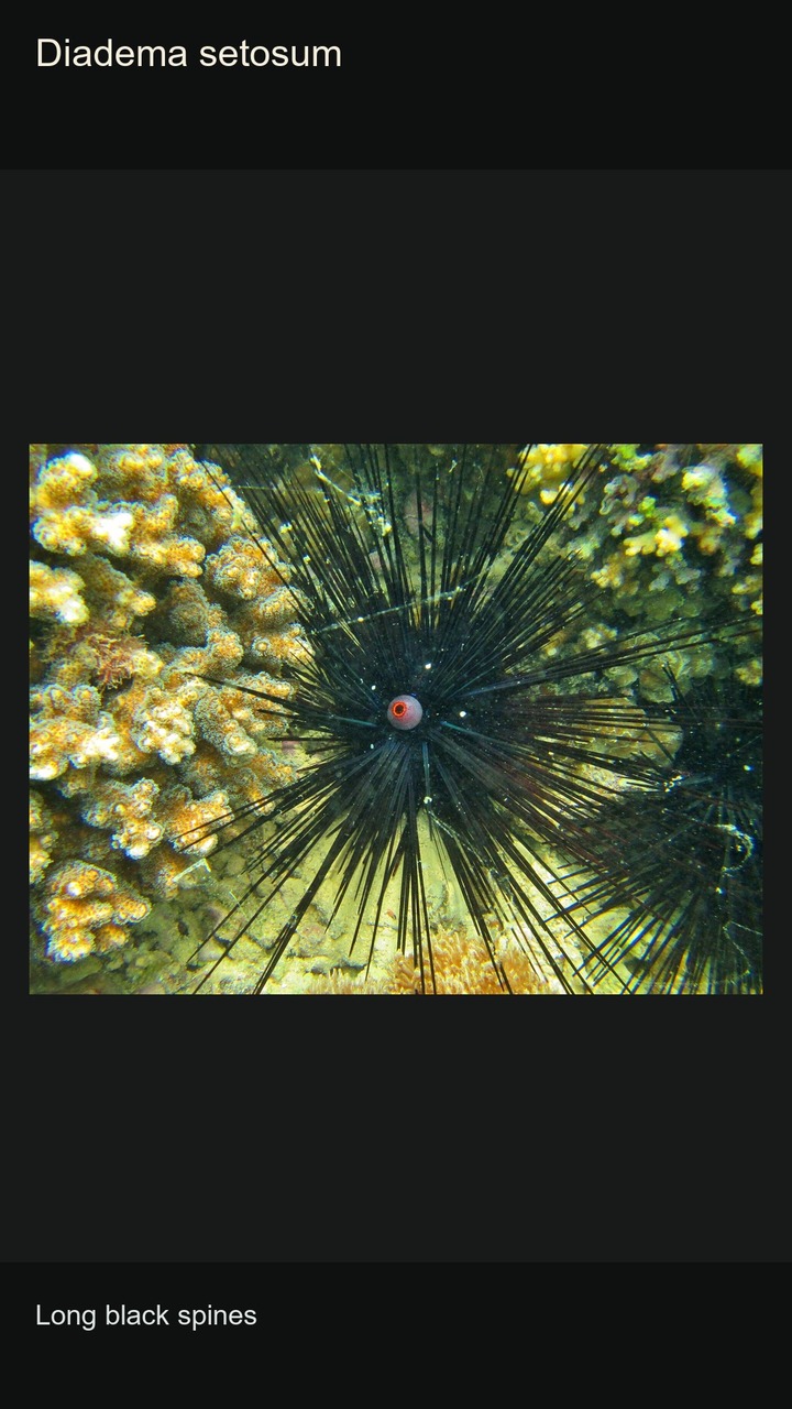 10 Sea Urchins: Spines and Colours — 2:3