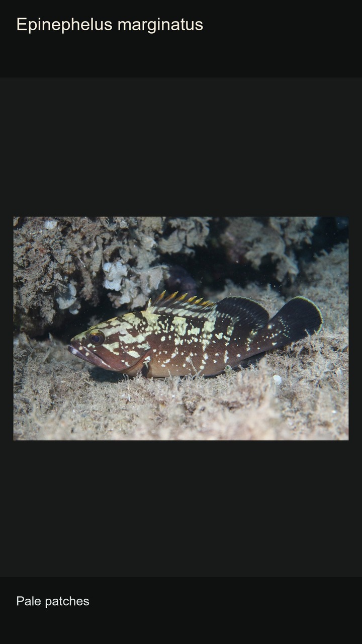 10 Groupers: Patterns and Silhouettes — 2:3