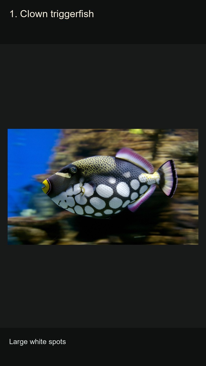 10 Triggerfish: Colours and Patterns — 2:3
