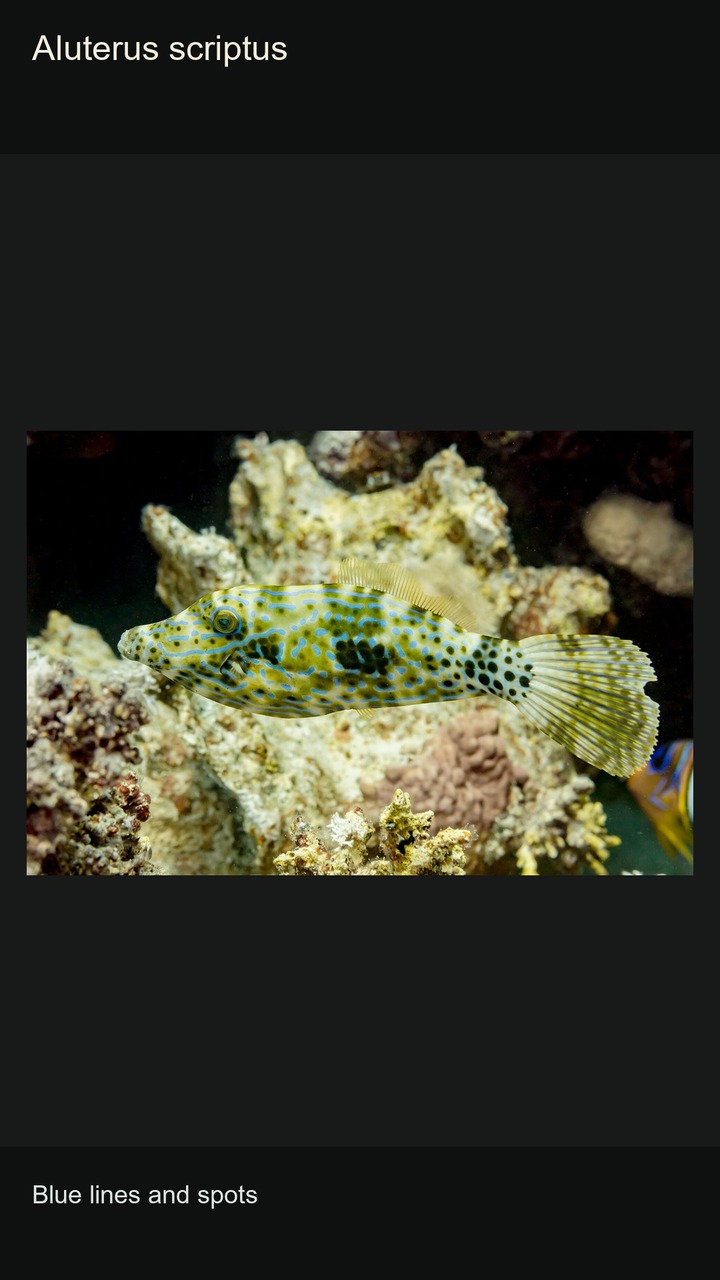 10 Filefishes: Shapes and Patterns — 2:3