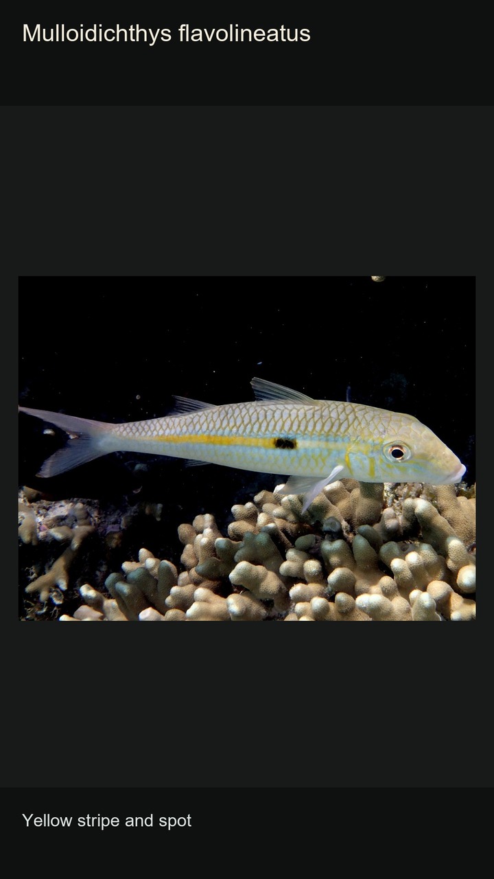 10 Goatfishes: Patterns and Barbels — 2:3
