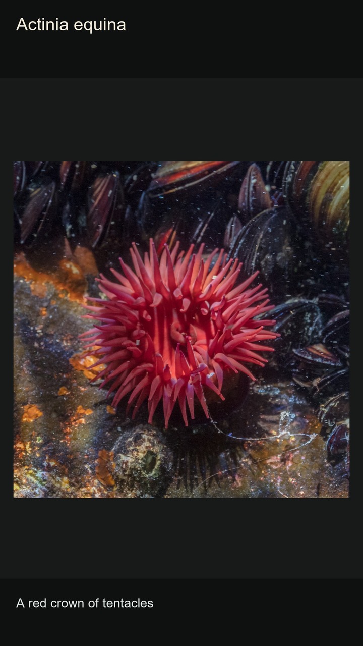 10 Sea Anemones: Tentacles and Colours — 2:3
