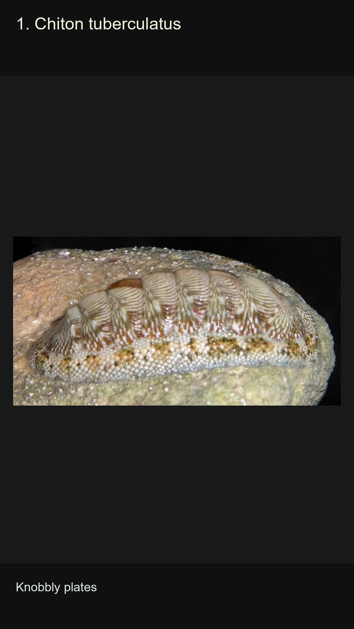 10 Chitons: Eight-Plated Molluscs — 2:3