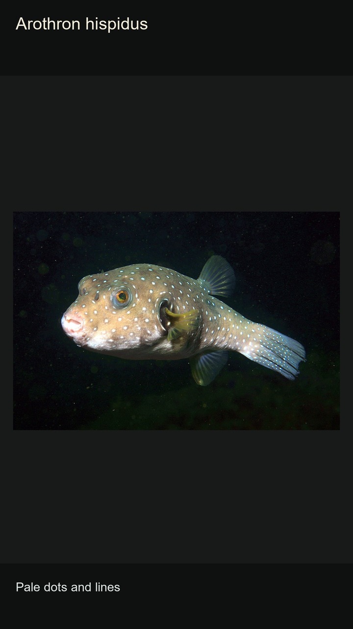 10 Pufferfish: Patterns and Silhouettes — 2:3