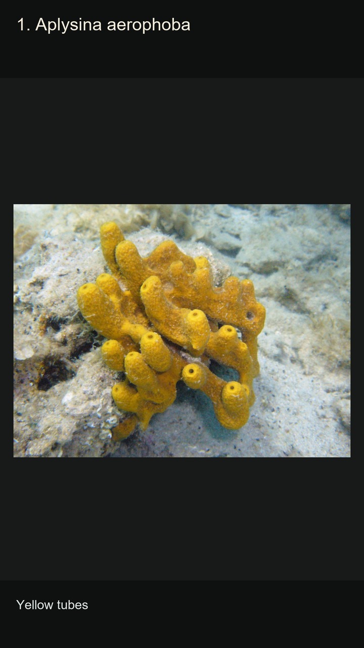 10 Sea Sponges: Shapes and Textures — 2:3