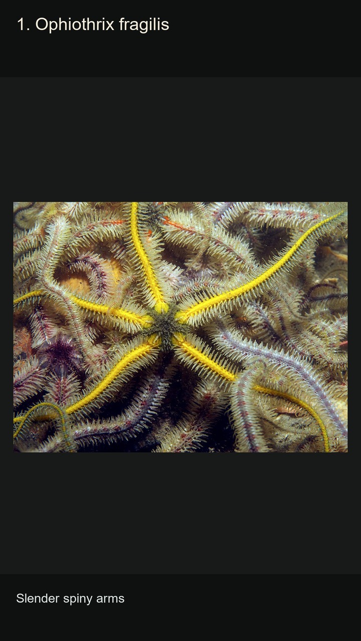 10 Brittle Stars: Arms and Patterns — 2:3