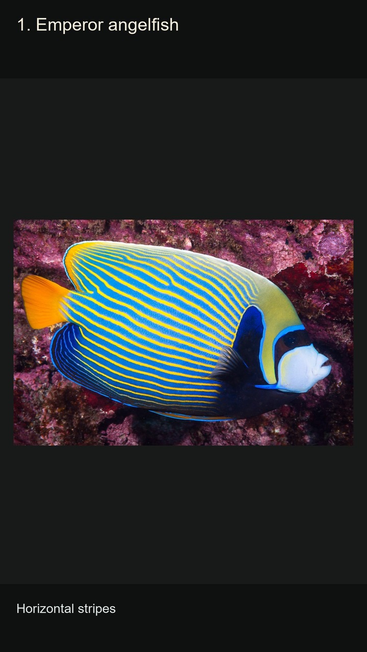 10 Marine Angelfish: Colours and Patterns — 2:3