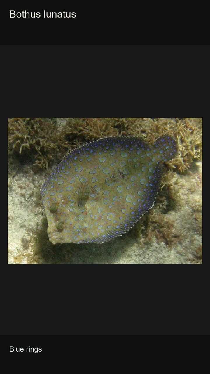 10 Flatfish: Shapes and Camouflage — 2:3