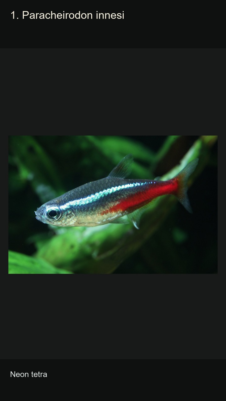 10 Tetras: Shapes and Colours — 2:3