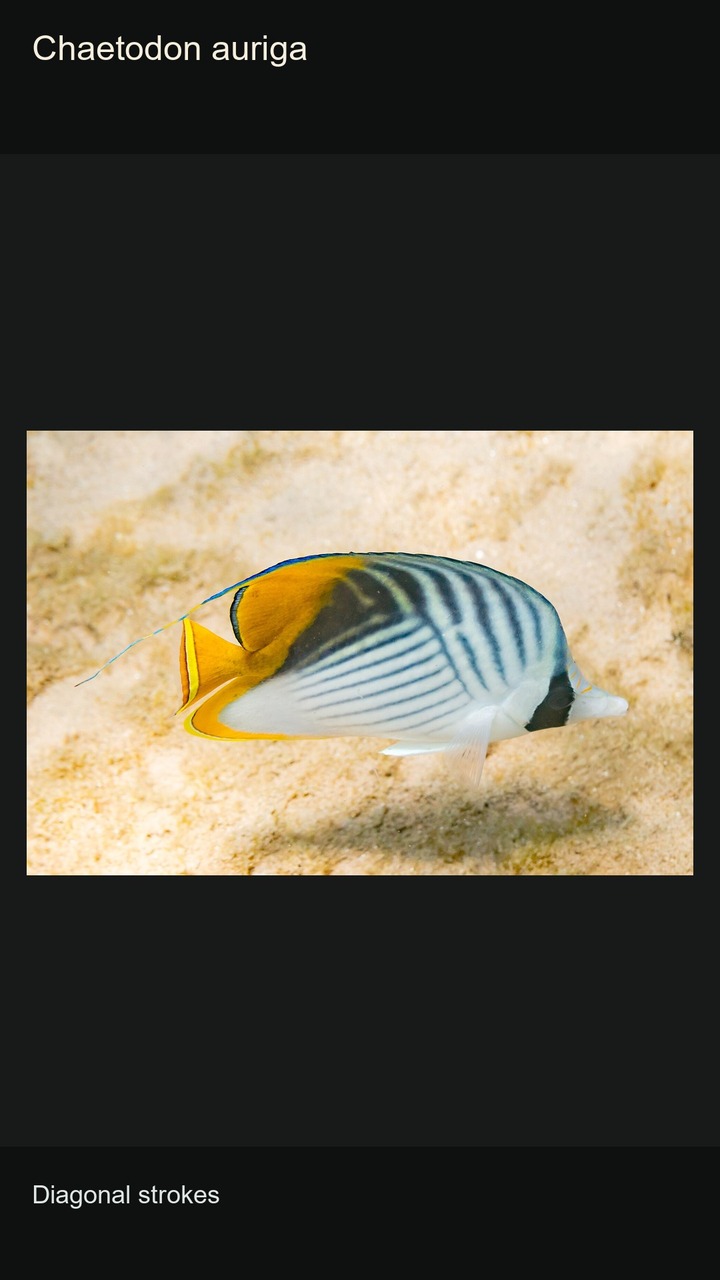 10 Butterflyfish: Colours and Patterns — 2:3