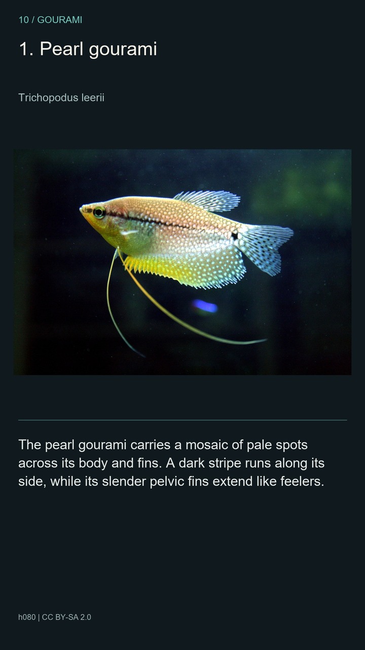 10 Gouramis: Shapes and Colours — 2:3